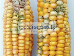 Aflatoxins in cow milk in Sri Lankan market in year 2023.